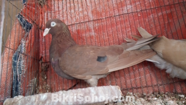 গিরিবাজ ৯ পিস কবুতর